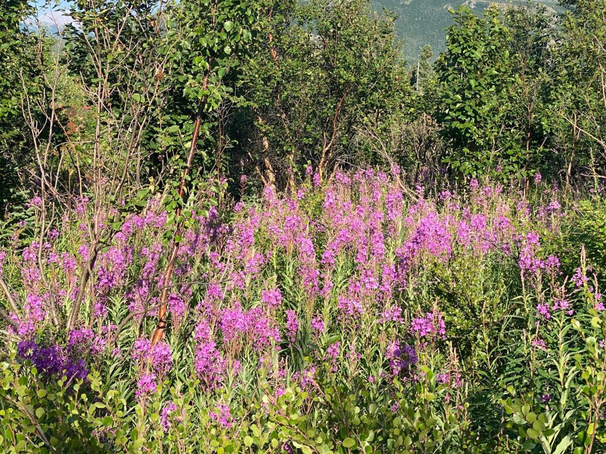 Denali Rv Park & Motel Хілі Екстер'єр фото